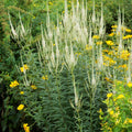 Veronicastrum virginicum 'Album'  - White Culver's Root