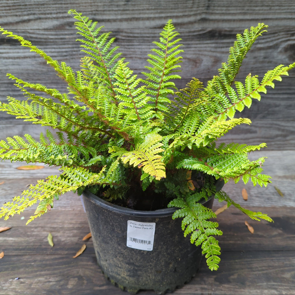 Polystichum polyblepharum  - Tassel Fern