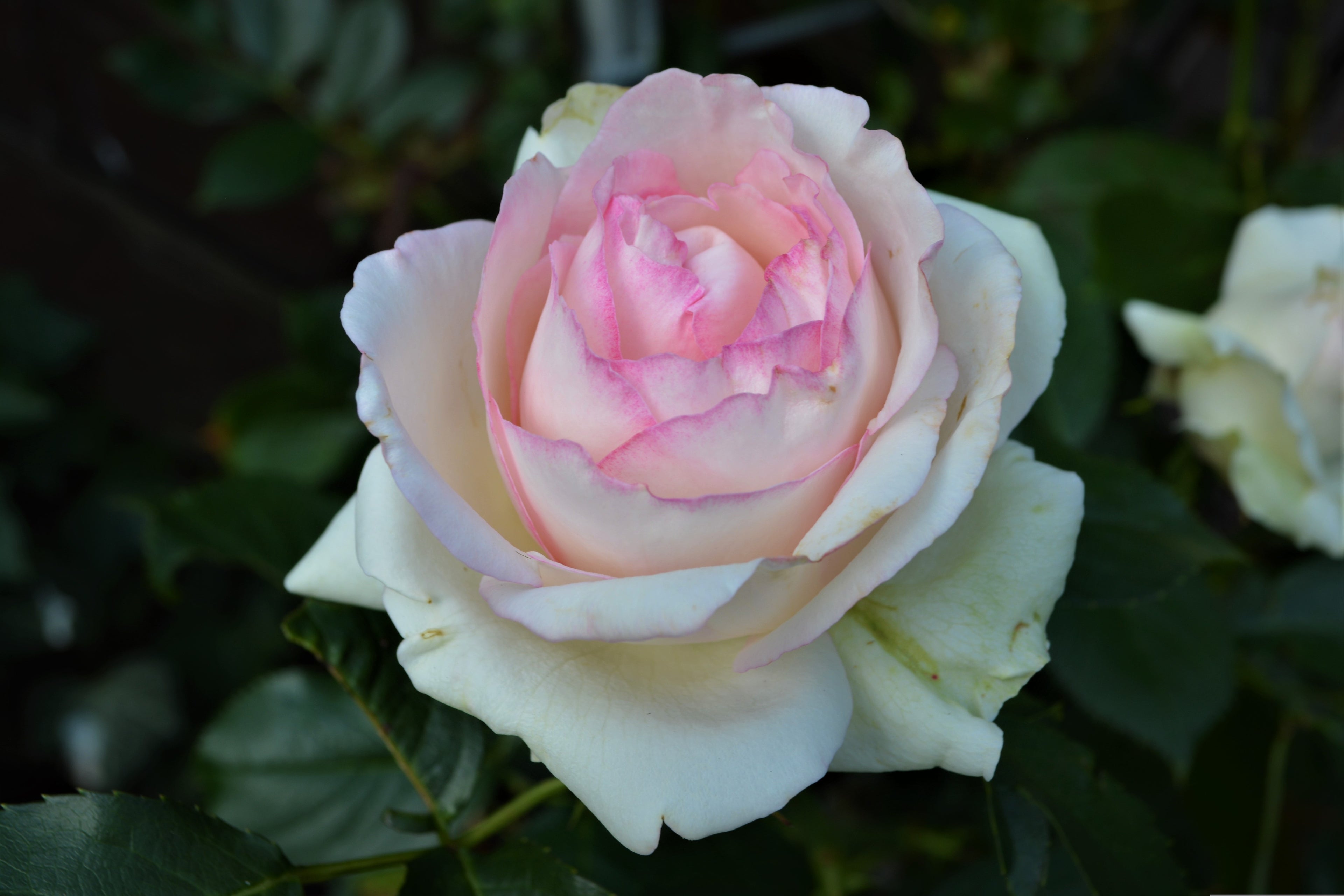 Moonstone™ Fortuniana Rootstock Hybrid Tea Rose