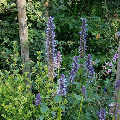 Agastache foeniculum  - Anise Purple Hyssop