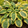 Hosta 'Chance Encounter'  - PW® Shadowland® Chance Encounter Hosta