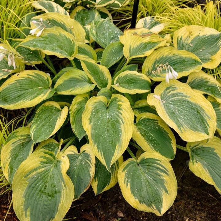 Hosta 'Chance Encounter'  - PW® Shadowland® Chance Encounter Hosta