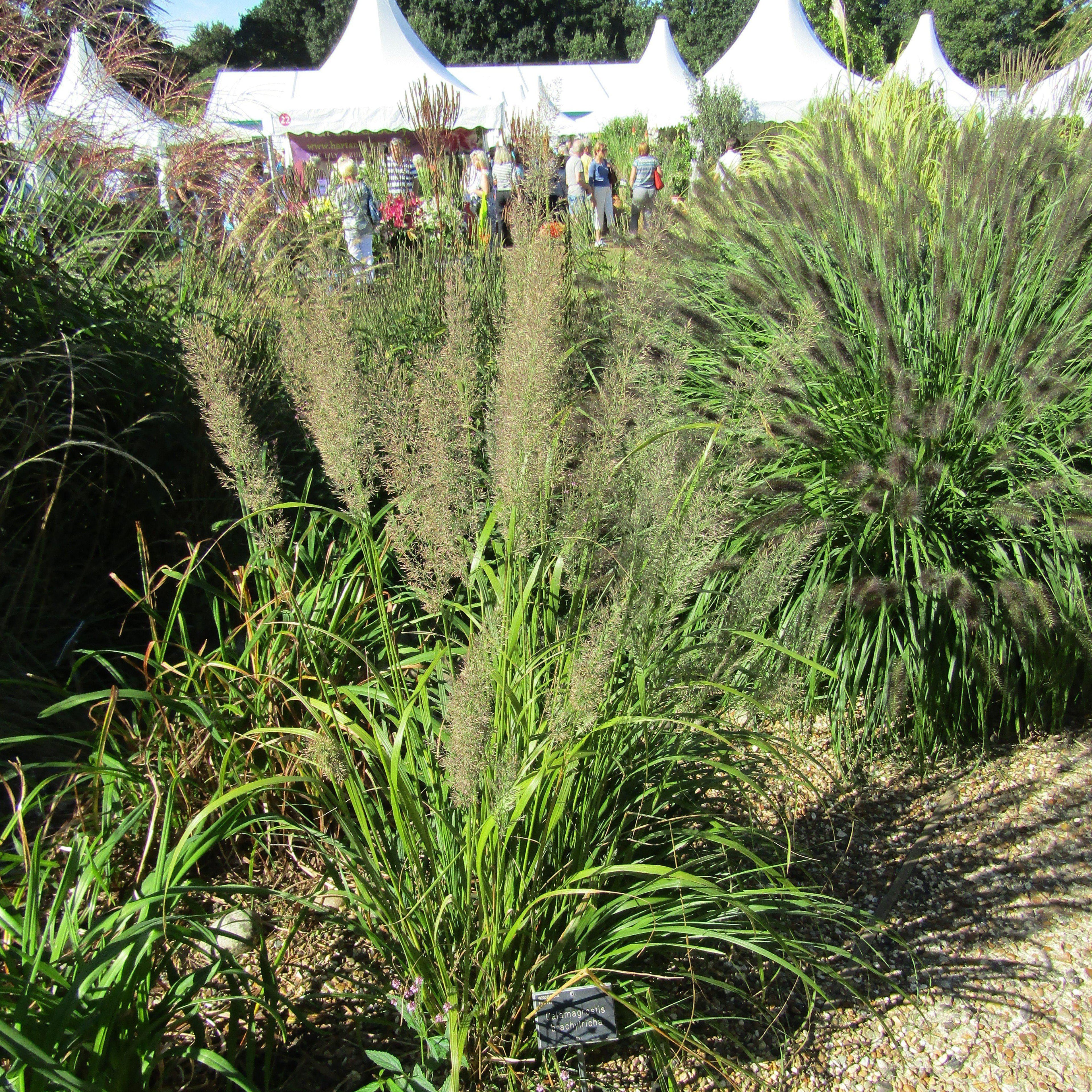 Calamagrostis brachytricha  - Reed Grass