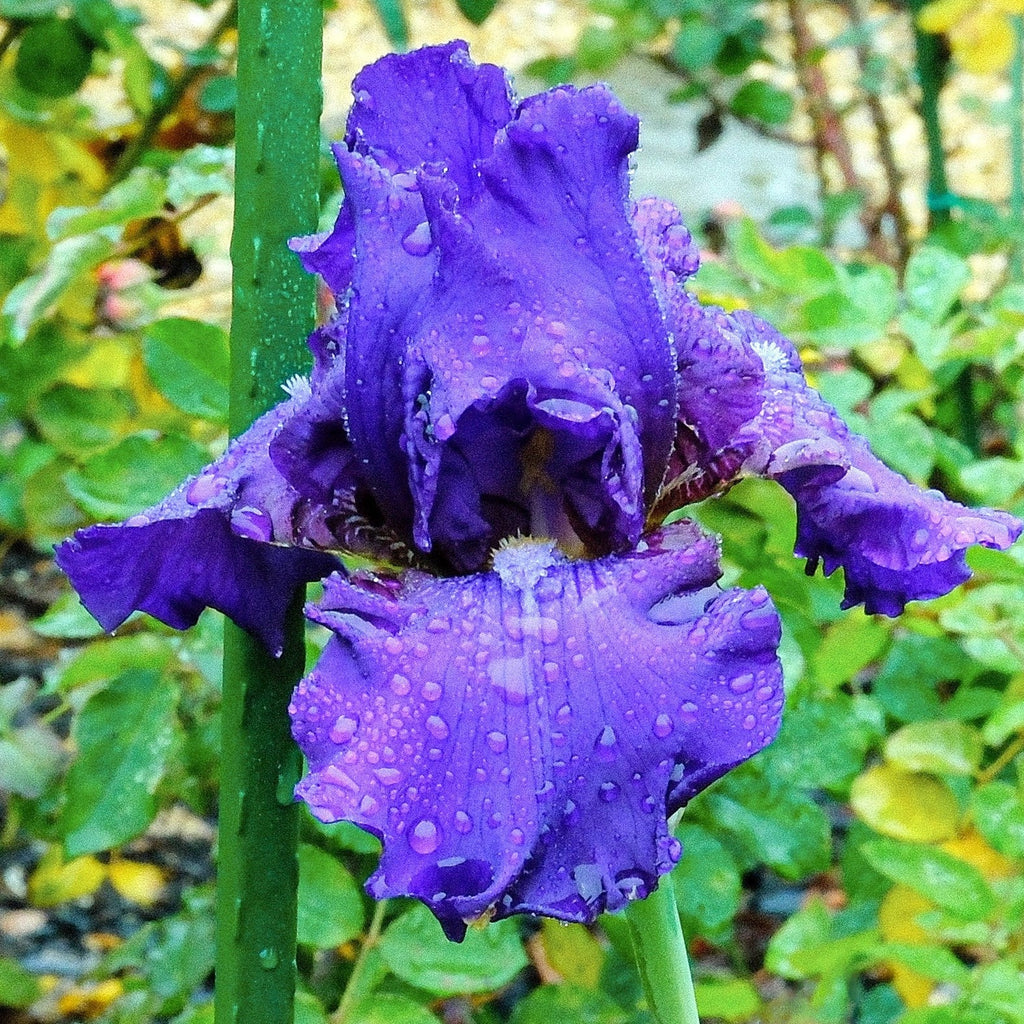 Iris germanica 'His Royal Highness'  - His Royal Highness Bearded Iris