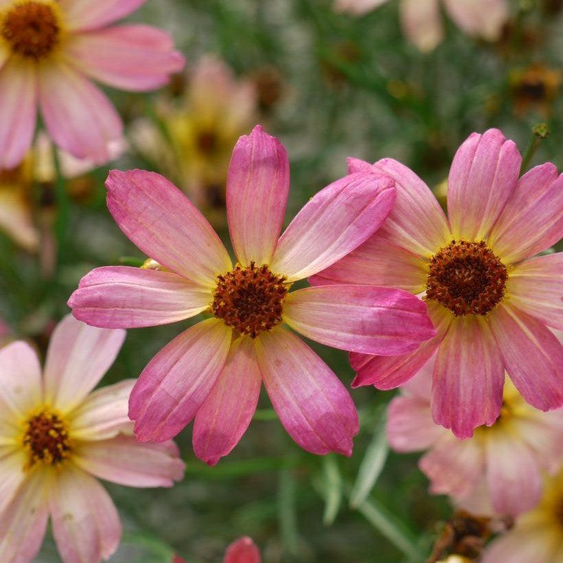 Coreopsis verticillata 'Shades of Rose' PP29,920  - Permathreads™ Shades of Rose Coreopsis