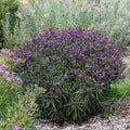 Vernonia 'Prairie Princess'  - Prairie Princess Ironweed