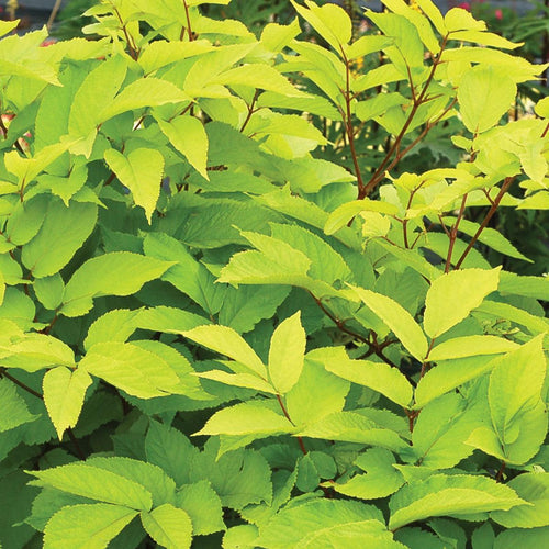 Aralia cordata 'Sun King'  - Sun King Golden Japanese Spikenard