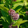 Asclepias syriaca  - Common Milkweed