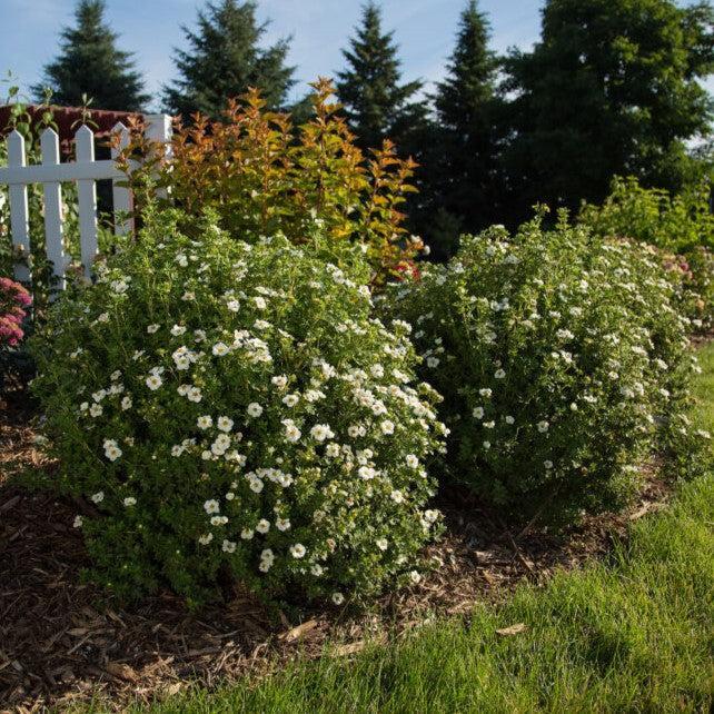 Potentilla fruticosa 'Bailbrule'  - First Editions® Creme Brulee™ Potentilla