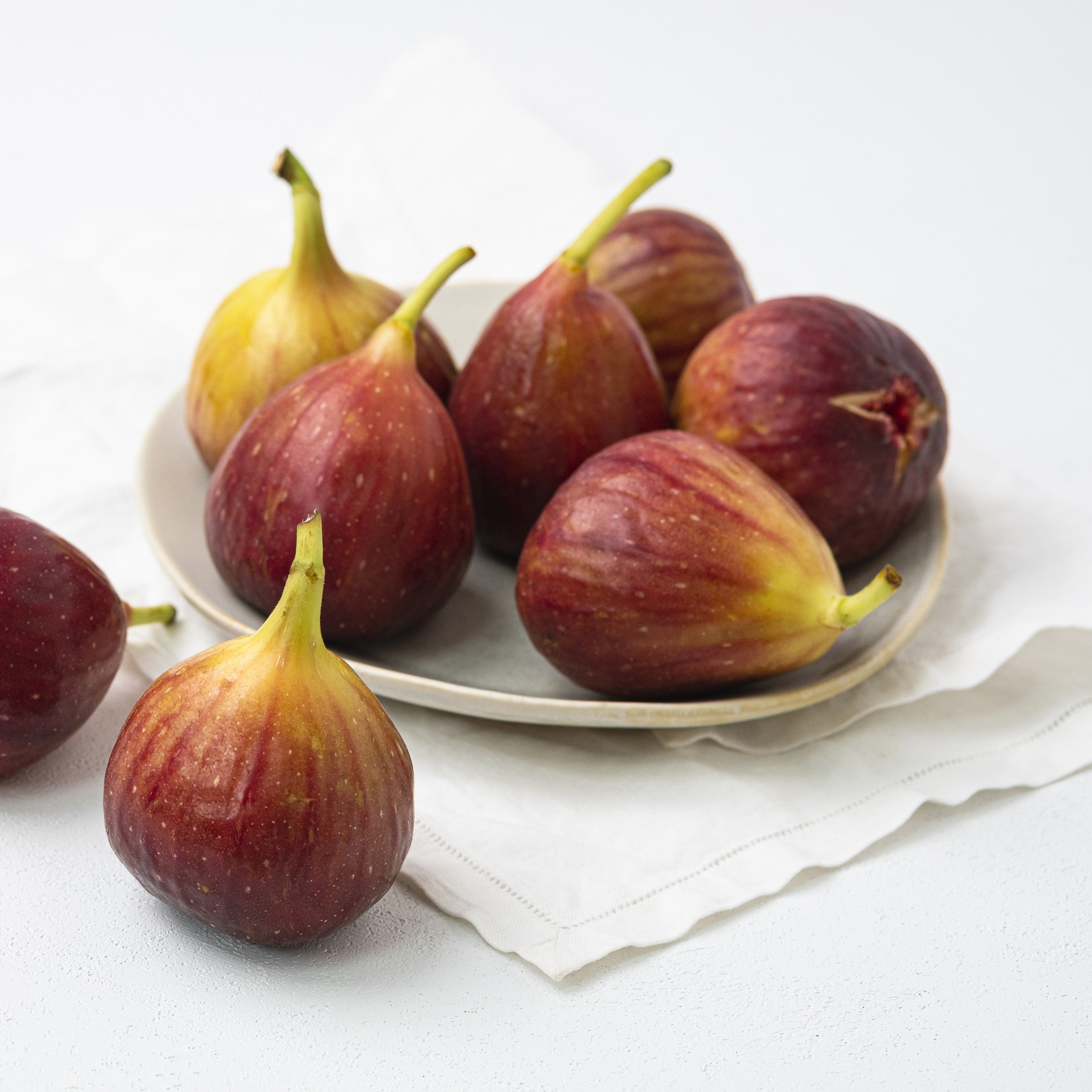 Ficus carica 'Italian Everbearing'  - Italian Everbearing Fig