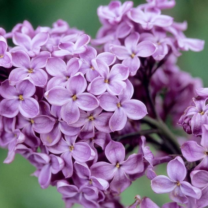 Syringa x hyacinthiflora 'Declaration'  - Declaration Lilac