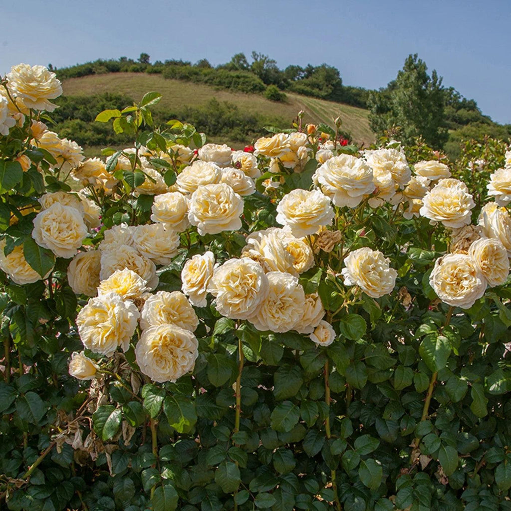 Moonlight Romantica® Rose - Redland