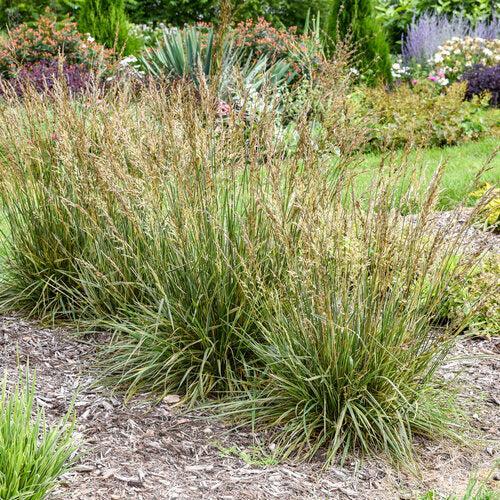 Festuca arundinacea 'Perfect Edging'  - Perfect Edging Tall Fescue