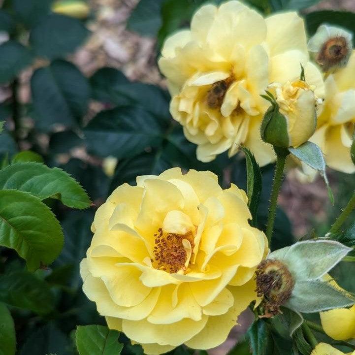 Rosa x 'ChewGoldRush'  - Reminiscent® Yellow Rose