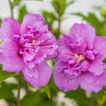 Hibiscus syriacus 'MINDOUV 5'  - First Editions® French Cabaret™ Purple Hibiscus