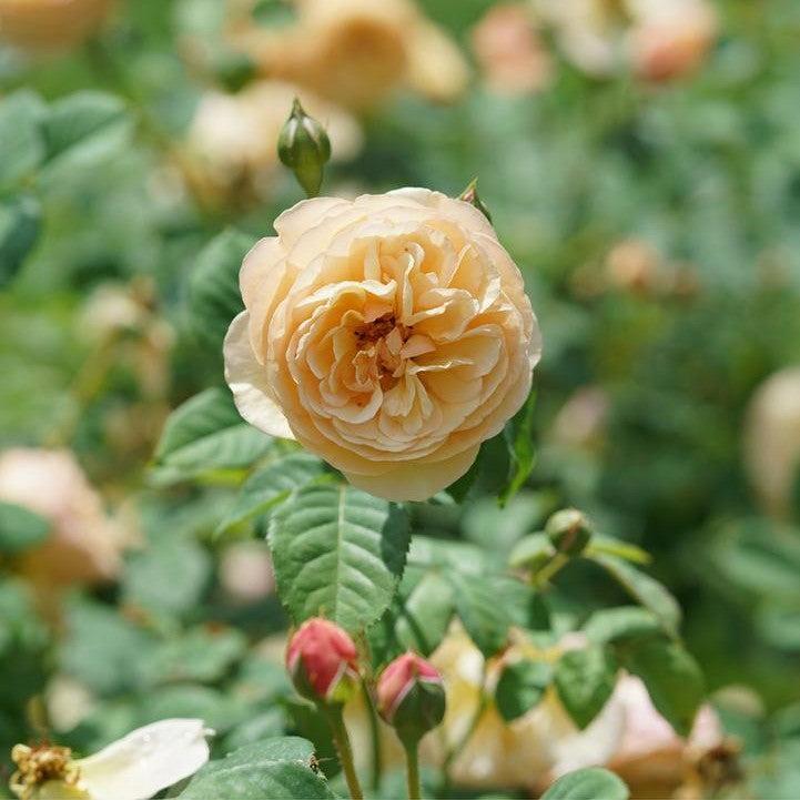 Rosa x 'Boznatafra'  - PW® Flavorette® Honey-Apricot Rose