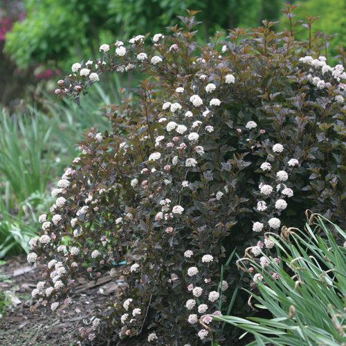 Physocarpus opulifolius 'Seward'  - Summer Wine® Ninebark