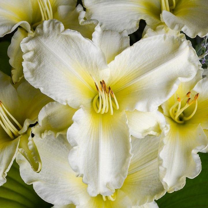 Hemerocallis 'Sunday Gloves'  - Sunday Gloves Daylily
