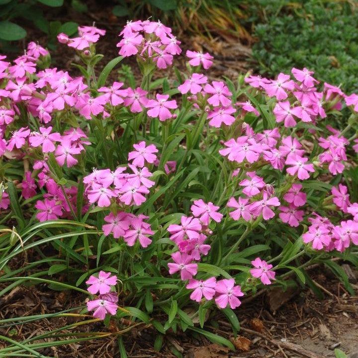 Silene caroliniana 'Short and Sweet'  - Short and Sweet Wild Pinks
