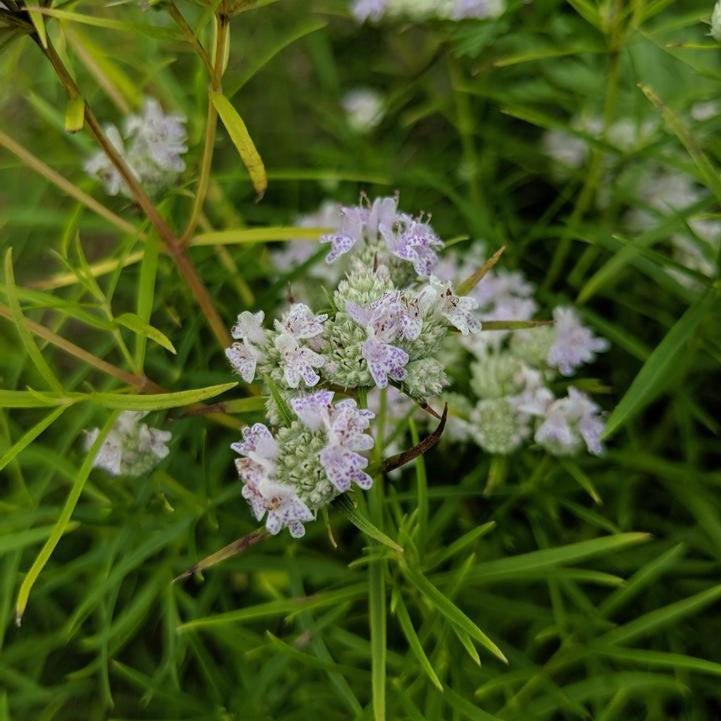 Pycnanthemum tenuifolium  - Slender Mountainmint
