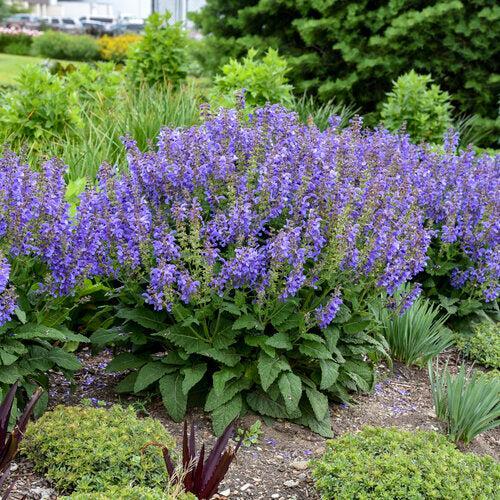 Salvia 'Big Sky'  - Living Large® Big Sky Salvia