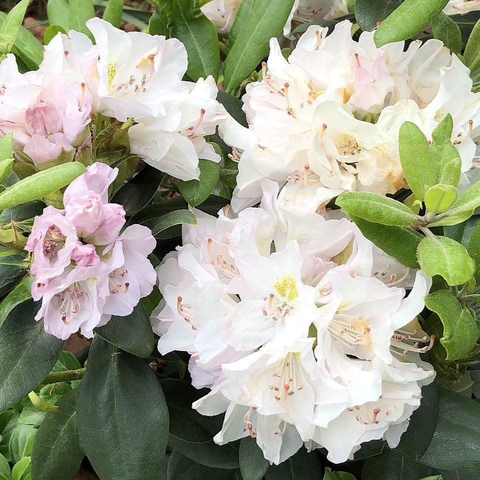 Rhododendron catawbiense 'Album'  - White Catawba Rhododendron