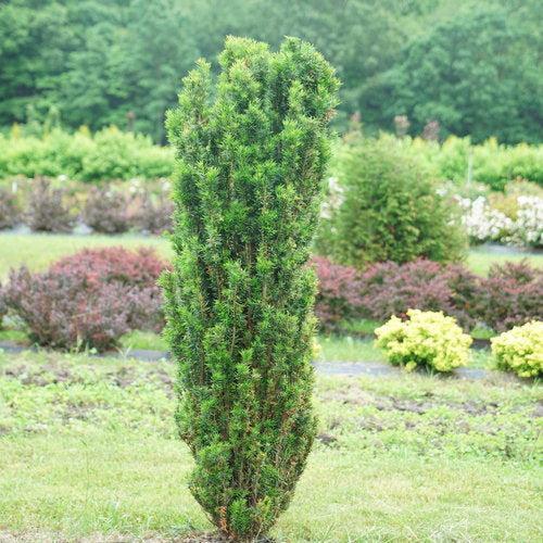 Taxus x media 'SMNTHDPF'  - Stonehenge Skinny® Yew