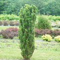 Taxus x media 'SMNTHDPF'  - Stonehenge Skinny® Yew