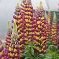 Lupinus polyphyllus 'Manhattan Lights'  - Westcountry™ Manhattan Lights Lupine
