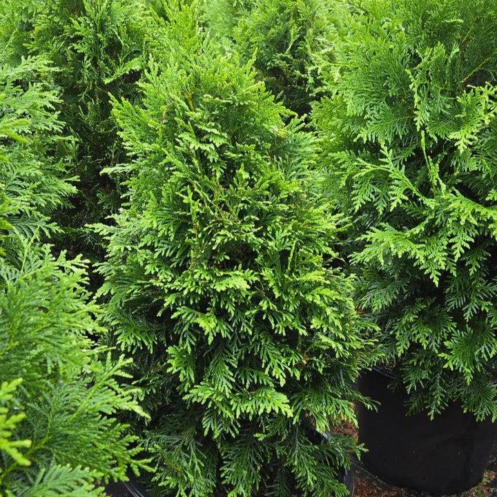 Thuja occidentalis 'V32'  - Sasquatch™ Dark Green Arborvitae