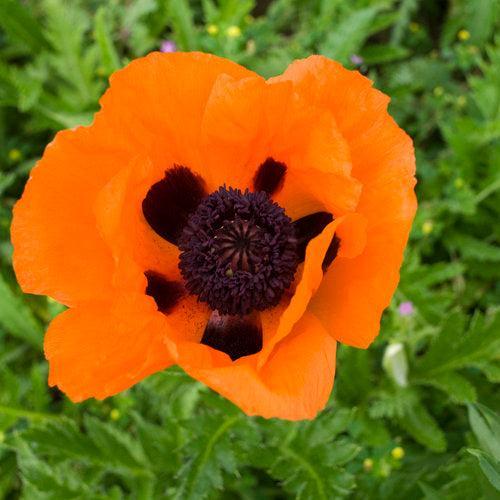 Papaver orientalis 'Prince of Orange'  - Prince of Orange Poppies
