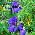 Iris germanica 'His Royal Highness'  - His Royal Highness Bearded Iris