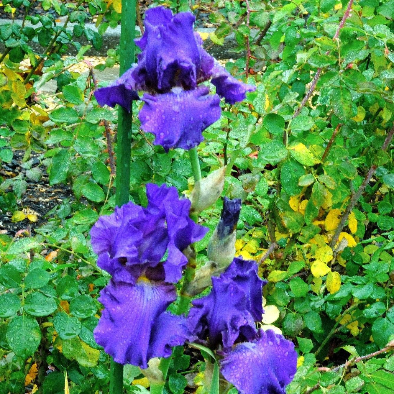 Iris germanica 'His Royal Highness'  - His Royal Highness Bearded Iris