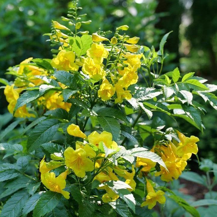 Tecoma x 'SMNTSC' PP 35,751  - Chicklet® Gold Trumpet Bush