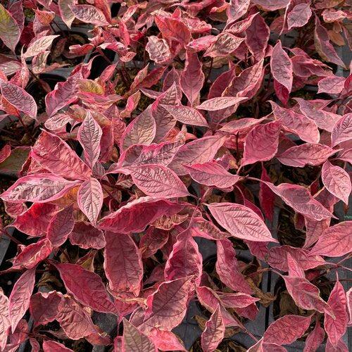 Cornus alba 'Verpaalen2' PP34,377  - Sgt. Pepper™ Dogwood