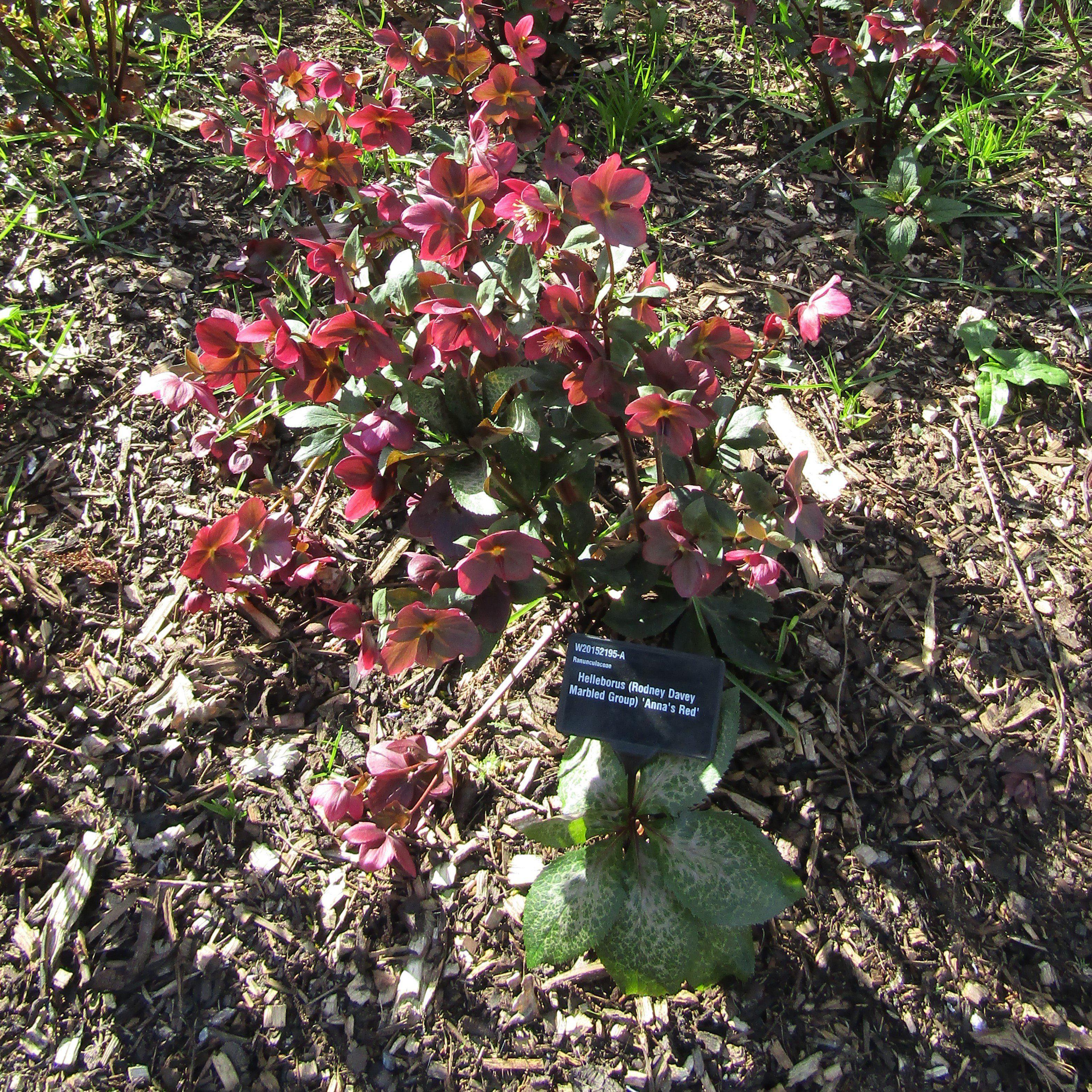 Helleborus x hybridus 'ABCRD02'  - Frostkiss® Anna's Red Lenten Rose