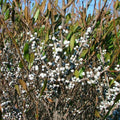Myrica pensylvanica 'Bogozam'  - Bobee™ Bayberry
