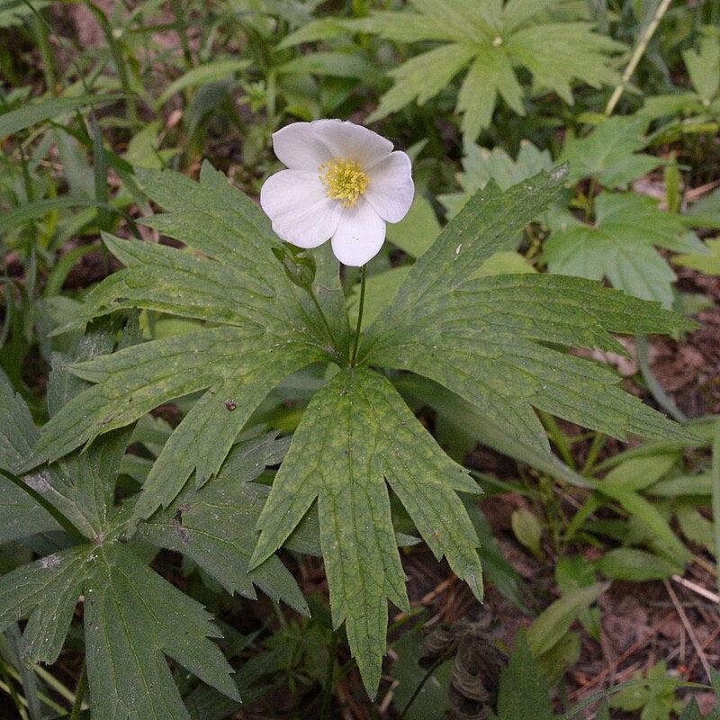 Anemone canadensis  - Canadian Anemone