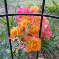 Rosa 'Joseph's Coat'  - Joseph's Coat Rose