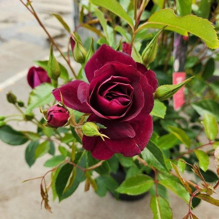 Rosa 'Prose'  - Burgundy Iceberg Rose