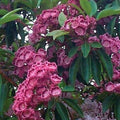 Kalmia latifolia 'Red Bandit'  - Red Bandit Mountain Laurel