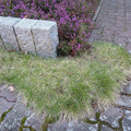 Deschampsia flexuosa  - Wavy Hair Grass