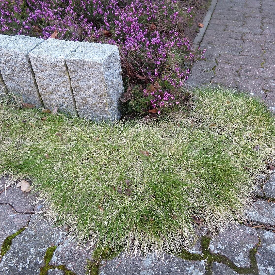 Deschampsia flexuosa  - Wavy Hair Grass