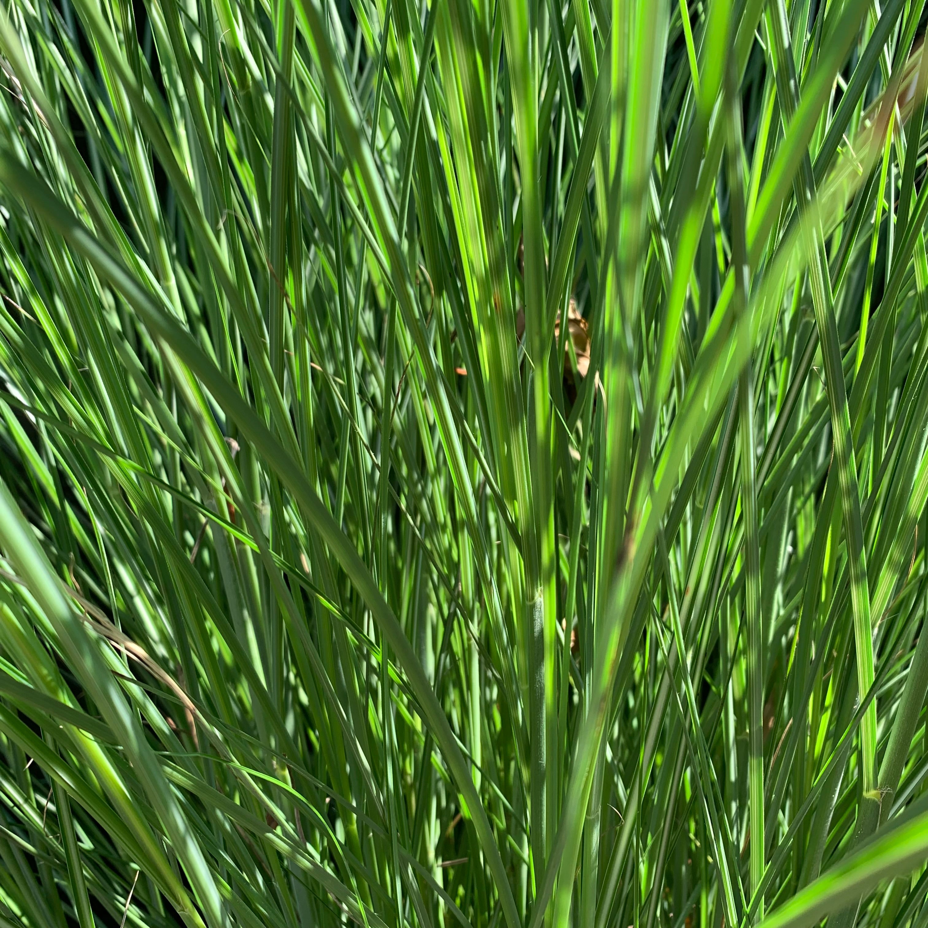 Miscanthus sinensis 'Gracillimus'  - Maiden Grass