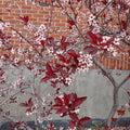 Prunus x cistena  - Purpleleaf Sandcherry