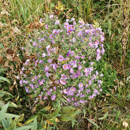 Aster novae-angliae  - New England Aster