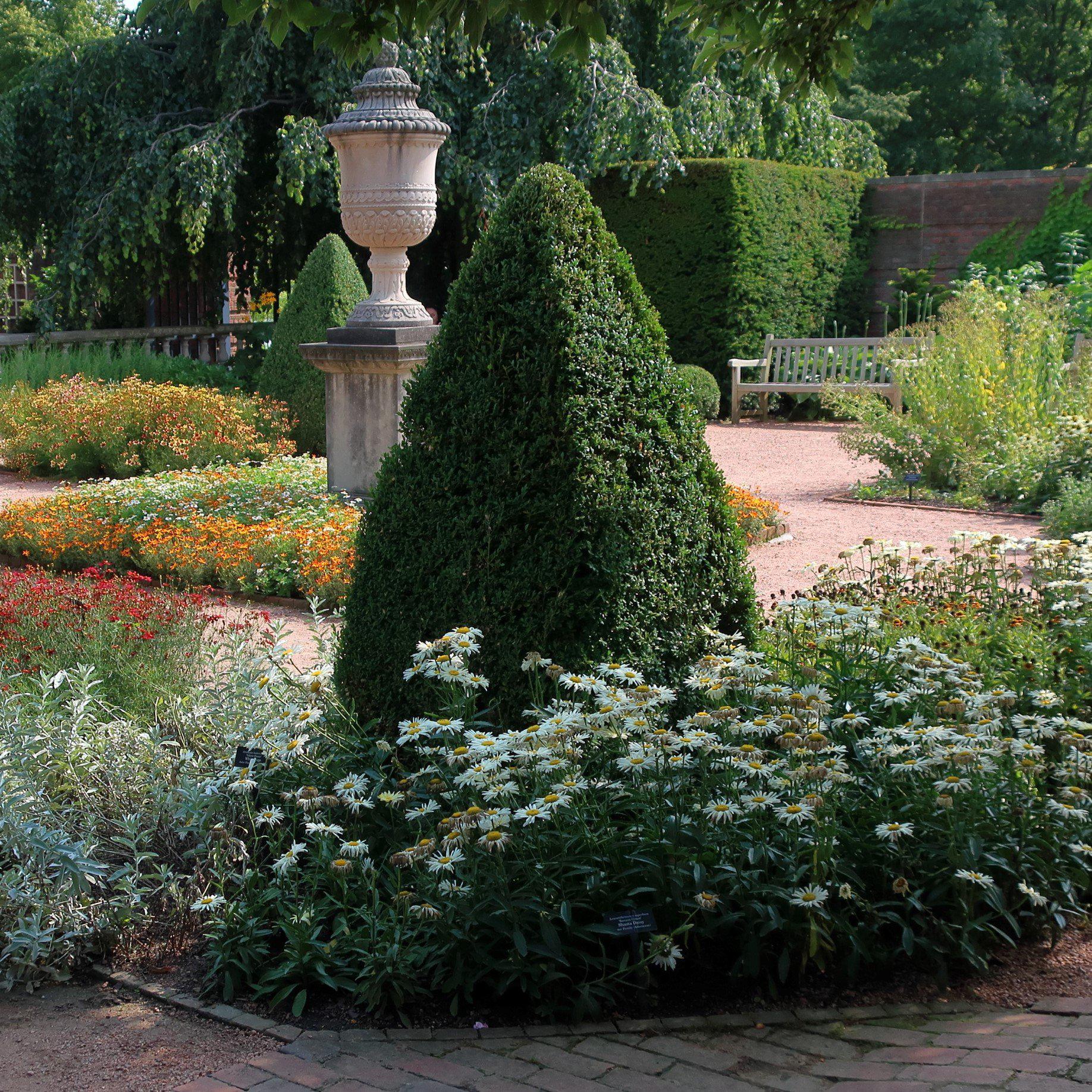 Buxus 'Green Mountain'  - Green Mountain Boxwood