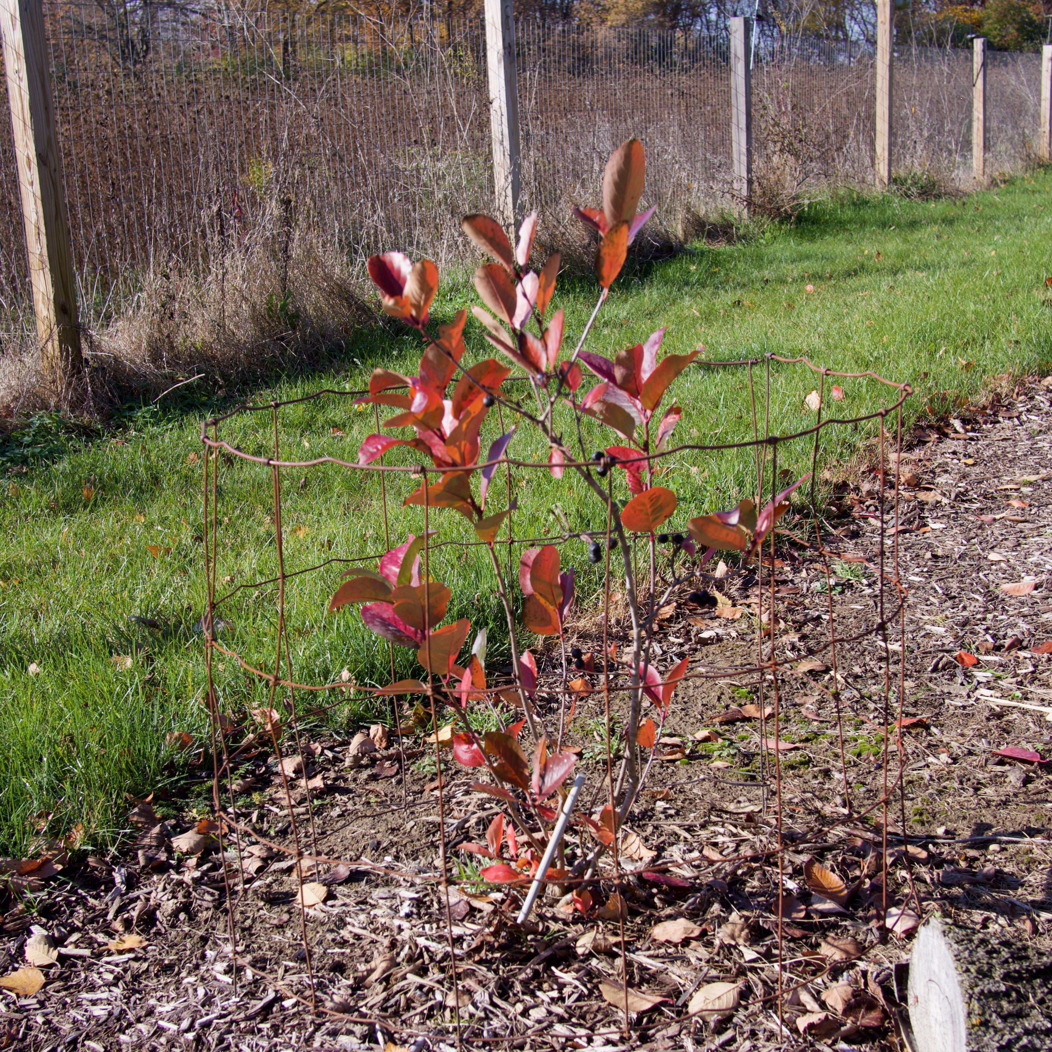 Aronia melanocarpa 'Viking'  - Viking Black Chokeberry
