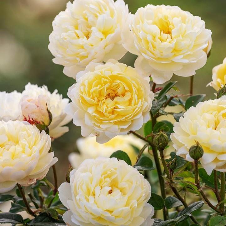 Rosa 'Auspital'  - Nye Bevan™ Rose