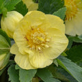 Helleborus 'California Dreaming'  - Honeymoon® California Dreaming Lenten Rose